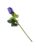 Signature Lace® Low Rise Thong Rose African Violet