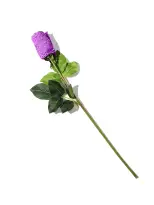 Signature Lace® Low Rise Thong Rose Candied Violet